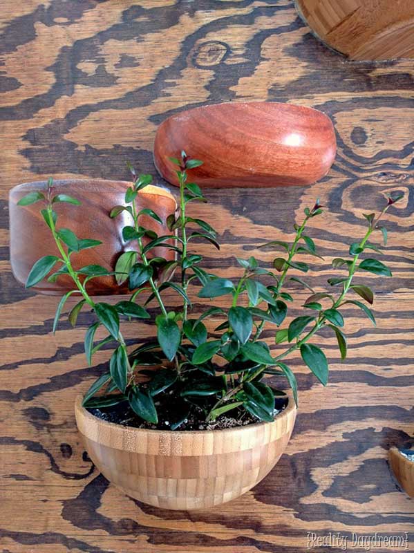 Upcycled vintage wood bowls cut in half and attached to wood back board to create a unique DIY vertical garden
